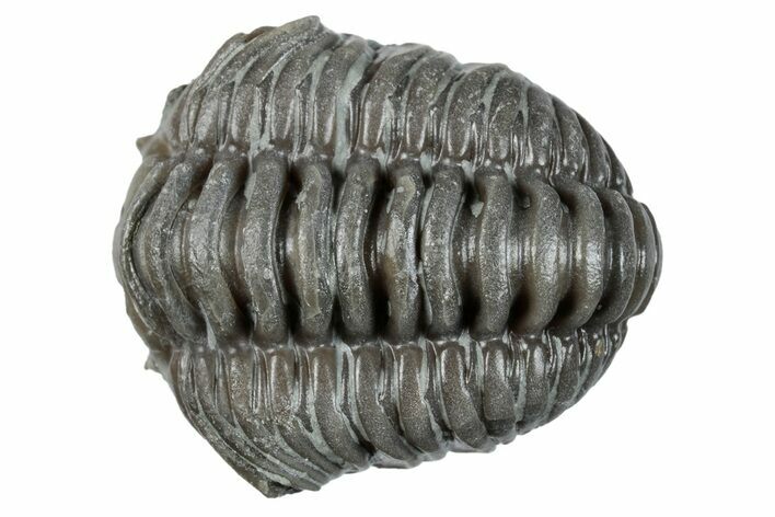 Wide Curled Flexicalymene Trilobite - Mt Orab, Ohio #257800